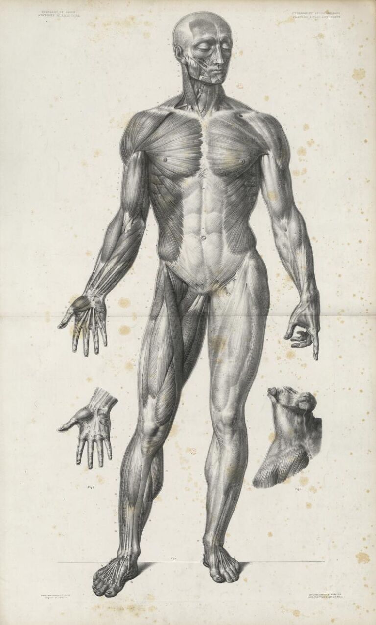 19th-century anatomical écorché with ancillary hand and foot studies — Bourgery & Jacob after Vesalius