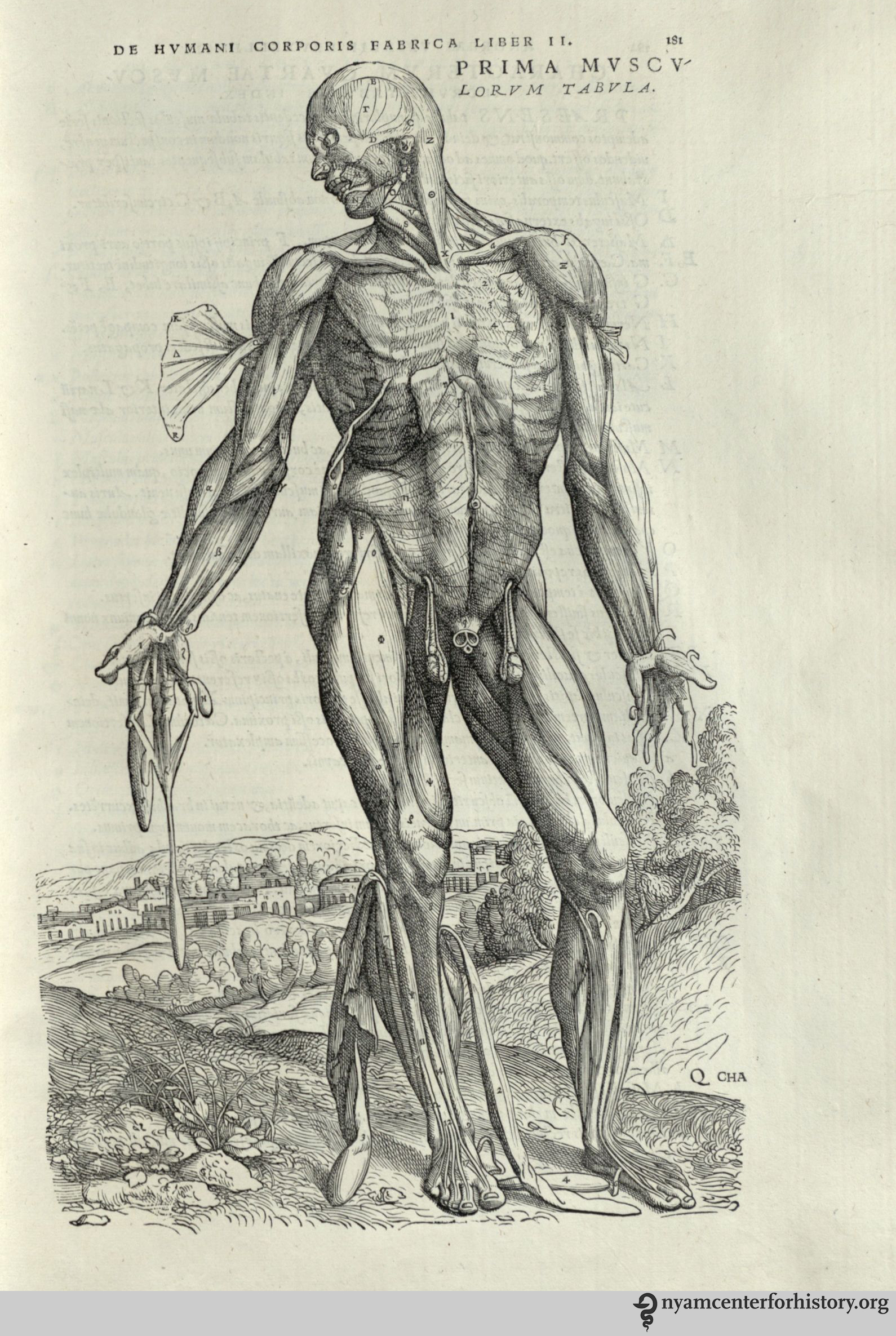 Andreas Vesalius — Prima Musculorum Tabula, the standing muscle figure in an Italian landscape (Fabrica, 1543)